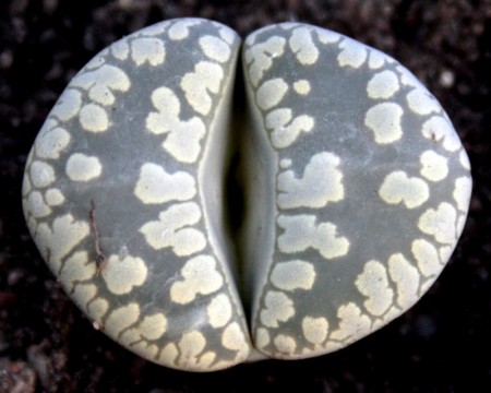 Lithops otzeniana Nel, Kakt. kunde (8): 123-127, 1937